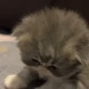 Kucing lucu cute 16
