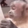 Macaquinhos reações  12
