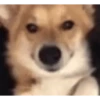 Sukritisdoggo 10
