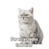 🐱🐈‍⬛🐈 Michis 🐈🐈‍⬛🐱 15