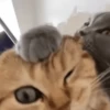 Sapecagens 6