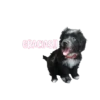Perrito!! 🐩🐕 5