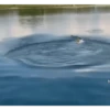 Animados Gifs Pets 15