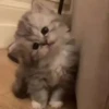 Gatitos pa tu Chat 4😹😻 5