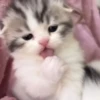 Kucing lucu cute 13