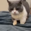 Kucing lucu cute 6