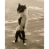 Gatinho dançando  15