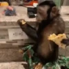 Macacos ✅️ 14