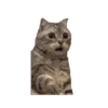 🐱🐈‍⬛🐈 Michis 🐈🐈‍⬛🐱 9