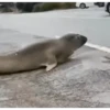 Sapecagens 7