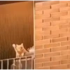 Gatos random parte x🫰😾 6