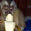Macaconhildo 5