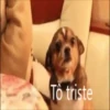 Cachorrinhos 14