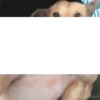 Gif cachorro 9