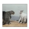 Michis peleándose 🐾🥊 13