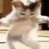 Gatinho dançando  6