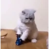 Gatos random parte x🫰😾 10