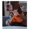 Perro chistoso random animado 8