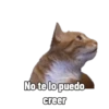 🐱🐈‍⬛🐈 Michis 🐈🐈‍⬛🐱 7