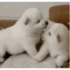 Sukritisdoggo 29