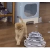 Animados Gifs Pets 9