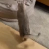 🎵 TIKTOKeando 25🎵 15