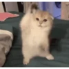 Gatinho dançando  7