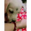 Sukritisdoggo 24