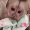 Macacos ✅️ 9