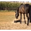 Animados Gifs Pets 8