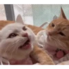 FoFuRaS 8