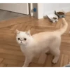 Animados Gifs Pets 12