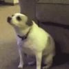 Gif de cachorros 🐶🤣 8