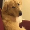 Gif de cachorros 🐶🤣 14