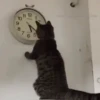 GIFs Reações Aleatórias 9 🤗 14