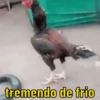 tremendo de frio