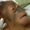 Macaquinhos reações  14