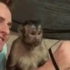 Macacos ✅️ 16