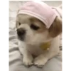 Sukritisdoggo 17