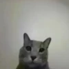 Animalito gracioso 7