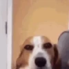 Gif cachorro 11