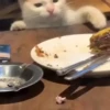 Kucing lucu cute 15