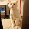 Gatinho dançando  9
