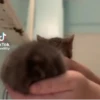 Animalito gracioso 5