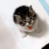Animalito gracioso 18