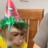 Macaconhildo 18