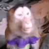 Monkey 7