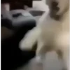 Gif meme 29