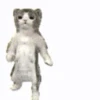 Gatinho dançando  14