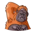 ORANG UTAN telegram GIF🐒 10
